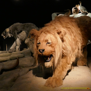 Opgezette leeuw in de ijstijd tentoonstelling