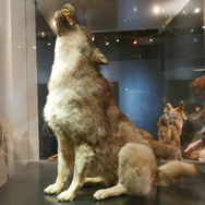 Wolf als begin van de tentoonstelling over wolven